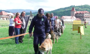 У Мукачеві відбувся парад собак, у якому взяли участь понад 70 учасників