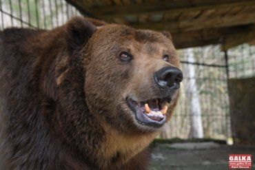 В теле медведя Юры, которого пытались спасти в Закарпатье, обнаружили жуткие предметы 