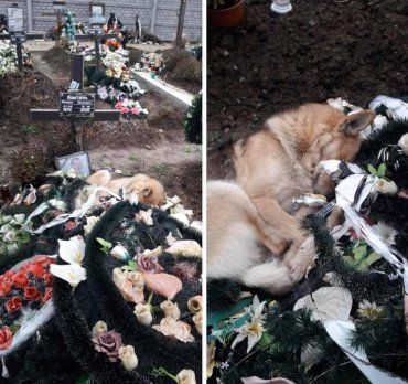 Трогательное фото собаки на могиле в Ужгороде вызвало спор в соцсетях 