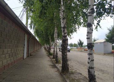 Місто на Закарпатті хизується найдовшою на теренах України алеєю з берізок