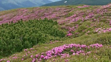 Гора Піп Іван вкрилася цвітом рододендрону