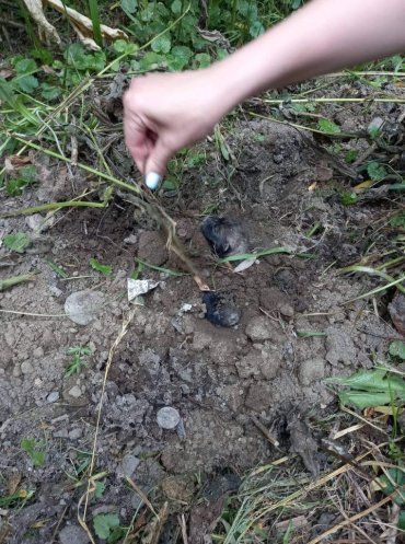 Соцсети оторопели от того, что произошло со щенятами в Ужгороде