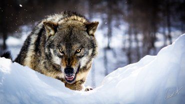 Берегитесь: В Закарпатье по сёлам бродит вожак стаи волков