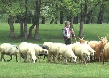 В Закарпатье провели конкурс красоты среди овец