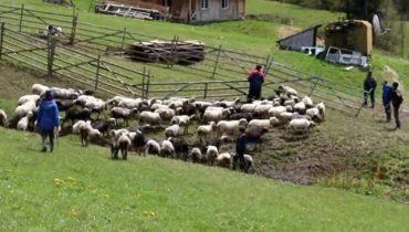 На полонину: В Закарпатье начался пастуший сезон