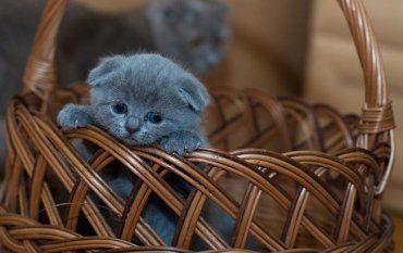 Під Ужгородом невідомі викинули в зав'язаному мішку кішку з кошенятами