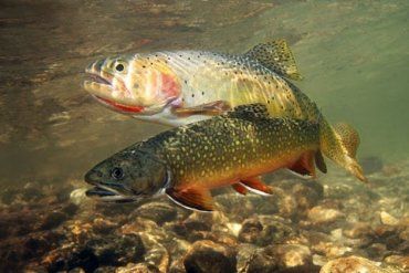 "Царская рыба" не переносит загрязненных водоемов в Закарпатье