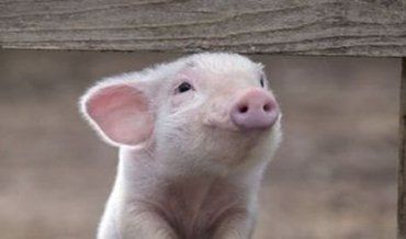 Свиню, яка померла через африканську чуму, знайшли на Закарпатті