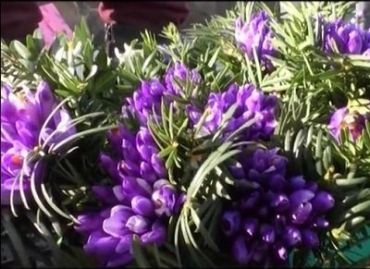 Ужгородские рынки наполнились краснокнижными первоцветами