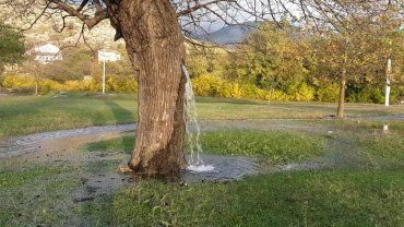 There is a mulberry tree standing in the meadow there that turns into a fountain whenever it rains heavy