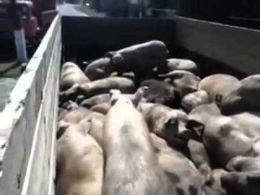 Через африканську чуму в сусідів Закарпаття знищили 45 тисяч свиней
