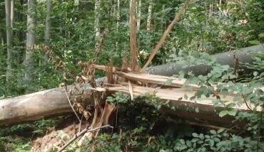 На Закарпатті — гектари повалених дерев у Хустському лісництві