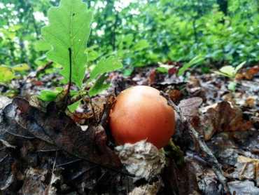 Царский гриб: В Закарпатье охотник наткнулся на очень необычную находку
