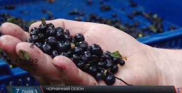 Жителі Закарпаття масово їдуть у гори збирати чорну ягоду — на продаж