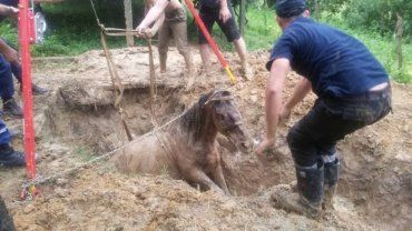 На Закарпатті врятували коня, який упав у колодязну яму!