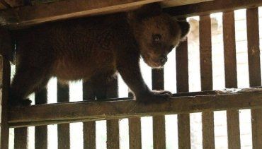 Новий клишоногий малюк оселився у центрі бурого ведмедя на Закарпатті