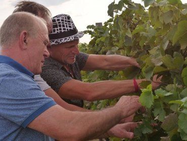 Олег Скрипка выращивает виноград на Закарпатье