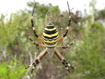 В Закарпатье заметили опасных пауков