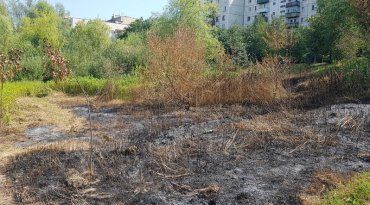 Біля "Кірпічки" в Ужгороді винищили нововисаджені дерева!