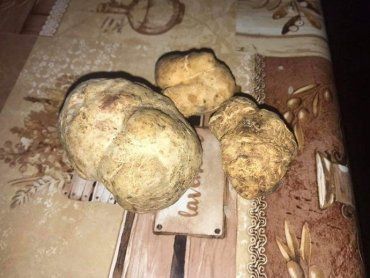Карпатський трюфель є одним із найдорожчих грибів у світі