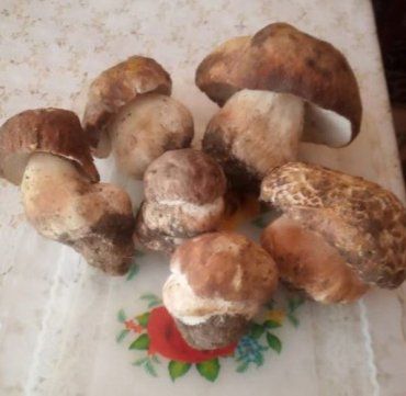 Продавцы грибов на Закарпатье признаются, что дары лесов в корзине "собираются сами"