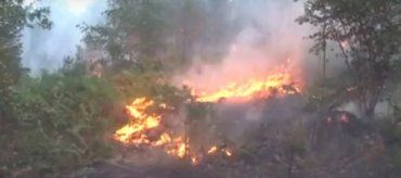 На Закарпатті невідомі навмисно підпалили перечинський ліс
