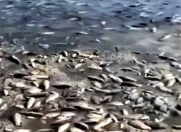 Ужасные масштабы катастрофы на Каховской ГЭС - начался мор рыбы