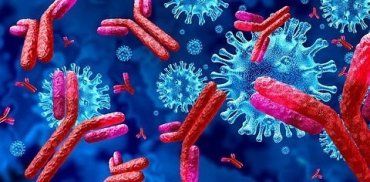 Антитела исчезают?: Как скоро можно заразиться коронавирусом повторно?