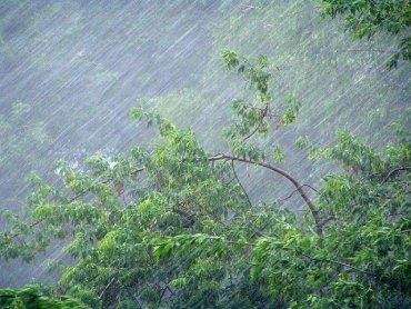 В Закарпатье пронеслась мощная буря - срывало крыши и валило деревья