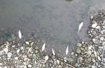 Біля Мукачева Береги Латориці "вкриті" мертвою рибою!