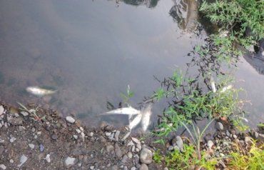 Риба у річці Латориця загинула через аварійний викид каналізації 