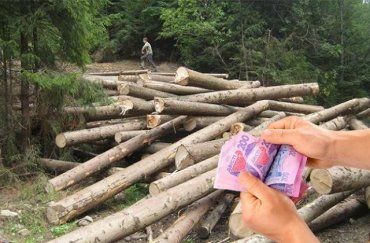 В Закарпатье за вырубку леса с многомиллионными убытками будут судить троих чиновников