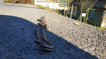 В Закарпатье ползают змеи несмотря на сильные морозы