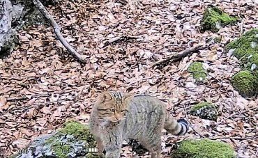 Скрытного лесного кота поймала фотоловушка в Закарпатье