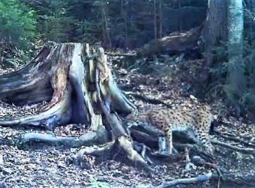 В Закарпатье показали видео с большой редкой кошкой в Ясинянском лесу