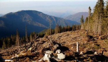 В Закарпатье лесхоз нанес вред окружающей среде больше чем на полмиллиона гривен