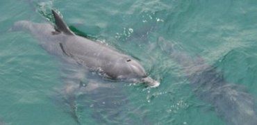 Дельфины ловят рыбу и наслаждаются чистой водой прямо возле причала в порту Одессы
