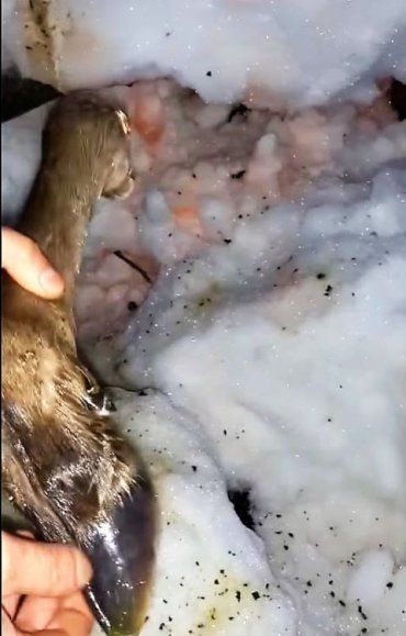 В Закарпатье браконьеры застрелили молодую олениху