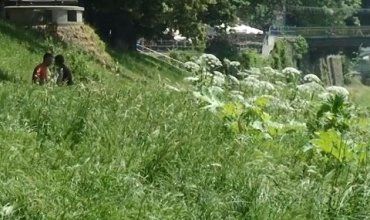 Ядовитый сорняк захватывает все новые территории в Закарпатье 