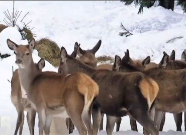 Оленье ранчо: В национальном парке в Закарпатье поселились селекционные олени