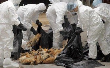 В соседней с Закарпатьем Венгрии выявлен птичий грипп: Уничтожат 50 тысяч индеек
