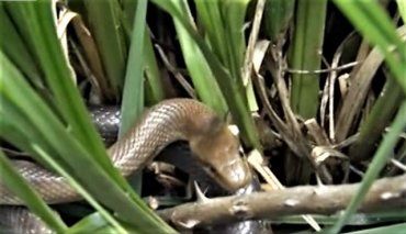 Уже пять человек в Закарпатье пострадали от укусов змей 