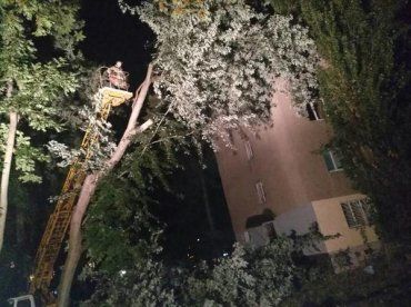 Вітер повалив дерево на багатоповерхівку в обласному центрі Закарпаття