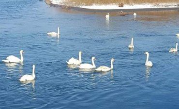 В Закарпатье на реке заметили десятки лебедей