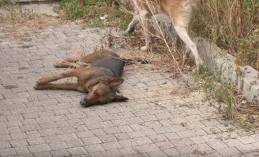 Собак у Мукачеві труять справжнісінькі нелюди!