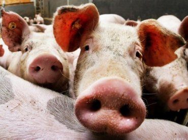 В Словакии, неподалеку от границы с Закарпатьем, африканская чума уничтожает свиней