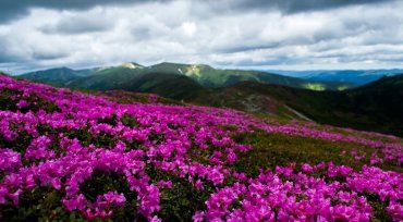 Червона рута несподівано вкрила вересневим цвітом гори Карпати