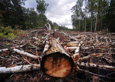  В Закарпатті корупціонери з управління лісгоспу перевищили повноваження на 5,4 млн. грн.