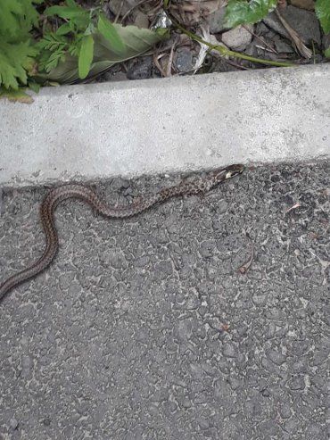 В Мукачево по улицам бесстрашно ползают змеи 