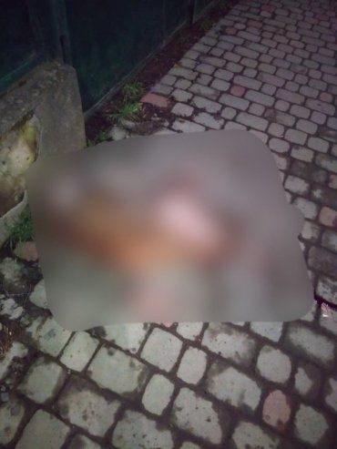 В Ужгороде посреди улицы жестоко убили живое существо 